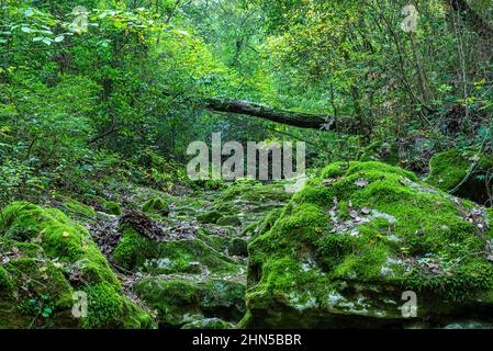 Souce des Nayes, Saint Zacchare, Var France Paca Stockfoto