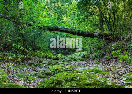 Souce des Nayes, Saint Zacchare, Var France Paca Stockfoto