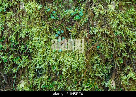 Souce des Nayes, Saint Zacchare, Var France Paca Stockfoto