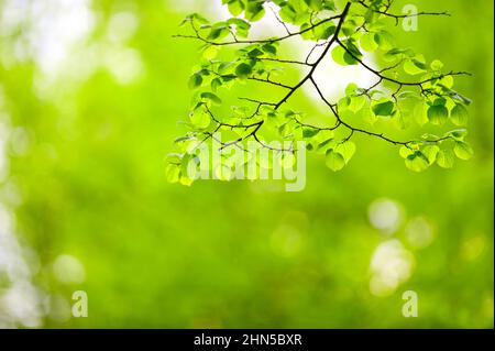 Lindenbaum, Linde (Tilia sp.) Blätter in einem Wald. Selektiver Fokus und geringe Schärfentiefe. Stockfoto