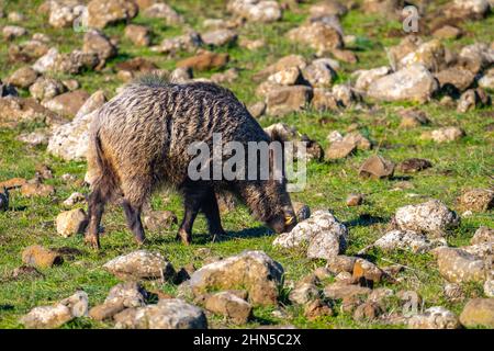 Das Wildschwein (Sus scrofa), auch bekannt als Wildschwein, gewöhnliches Wildschwein, eurasisches Wildschwein oder einfach nur Wildschwein, ist ein in vielen Teilen Eurasiens heimischer Wildschwein Stockfoto