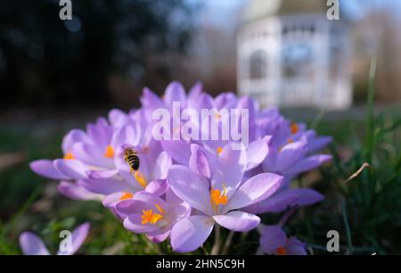 Leipzig, Deutschland. 14th. Februar 2022. Krokusse blühen auf einer Wiese im Johannapark. In den nächsten Tagen wird es nach den Vorhersagen der Meteorologen in Mitteldeutschland zwar wechselhaft, aber frostfrei bleiben. Quelle: Sebastian Willnow/dpa-Zentralbild/dpa/Alamy Live News Stockfoto