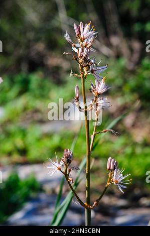 Asphodelus ramosus, auch bekannt als verzweigte Asphodel, ist eine mehrjährige Kraut in den Asparagales bestellen. In Israel im Januar fotografiert. Stockfoto