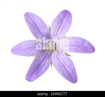 Hängenden Glockenblumen isoliert auf weißem Hintergrund Stockfoto