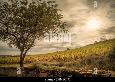 Burgunder Klima 'Les Hauts Marconnets', Savigny-Les-Beaune Stockfoto