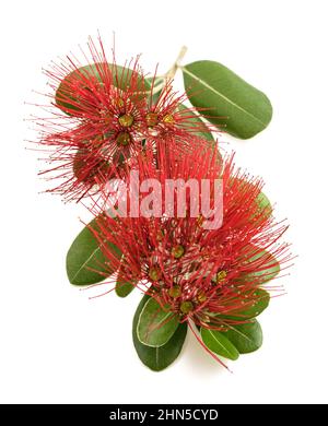 Metrosideros Blumen auf weißem Hintergrund Stockfoto