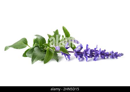 Salvia farinacea mit Blumen auf weißem Hintergrund Stockfoto