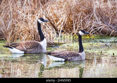 Ein Paar Kanadagänse spiegeln sich im ruhigen Seenwasser des frühen Frühlings wider. Stockfoto