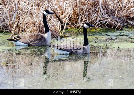 Ein Paar Kanadagänse spiegeln sich im ruhigen Seenwasser des frühen Frühlings wider. Stockfoto