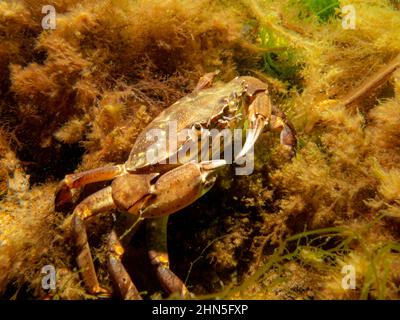 Eine Krabbe zwischen Algen und Steinen. Bild aus dem Sound, zwischen Schweden und Dänemark Stockfoto