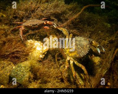 Eine Krabbe zwischen Algen und Steinen. Bild aus dem Sound, zwischen Schweden und Dänemark Stockfoto