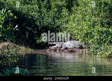 Ein großes amerikanisches Krokodil (Crocodylus acutus), das sich an einem Flussufer in der Sonne sonnt. San Blas, Nayarit, Mexiko. Stockfoto
