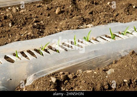 Neue Setzlinge, die während der Frühjahrssaison durch Mulch in einem gut vorbereiteten Gartenbeet auftauchen, deuten auf eine erfolgreiche Pflanz- und Pflegearbeit hin Stockfoto