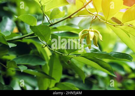 Klettern Ylang Ylang Blume oder Klettern lang-lang und ilang-ilang ist ein Strauch in Thailand gefunden. Seine Blumen sind bekannt für seinen exotischen Duft Stockfoto