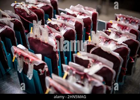 10. Februar 2021, Niedersachsen, Oldenburg: Bluteinheiten werden vom Deutschen Roten Kreuz (DRK) am Standort Oldenburg im Kühlraum gelagert. Foto: Sina Schuldt/dpa Stockfoto