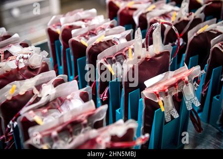 10. Februar 2021, Niedersachsen, Oldenburg: Bluteinheiten werden vom Deutschen Roten Kreuz (DRK) am Standort Oldenburg im Kühlraum gelagert. Foto: Sina Schuldt/dpa Stockfoto