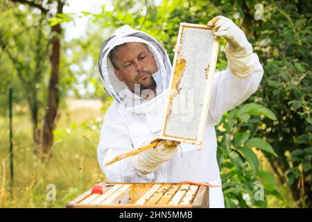 Der Imker untersucht die Bienen mit einer Analyse des Nestes, nimmt die Rahmen aus dem Bienenstock, Bio-Anbaukonzept heraus Stockfoto