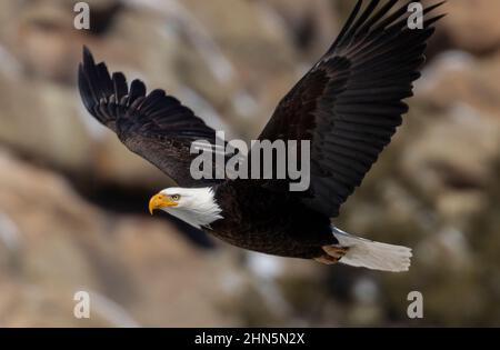 Weißkopfseeadler im Eleven Mile Canyon auf der Suche nach Fischen im South Platte River und Vorbereitung ihres Nestes für die Brutsaison Stockfoto