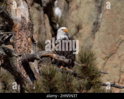 Weißkopfseeadler im Eleven Mile Canyon auf der Suche nach Fischen im South Platte River und Vorbereitung ihres Nestes für die Brutsaison Stockfoto