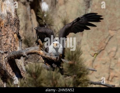 Weißkopfseeadler im Eleven Mile Canyon auf der Suche nach Fischen im South Platte River und Vorbereitung ihres Nestes für die Brutsaison Stockfoto