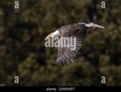 Weißkopfseeadler im Eleven Mile Canyon auf der Suche nach Fischen im South Platte River und Vorbereitung ihres Nestes für die Brutsaison Stockfoto