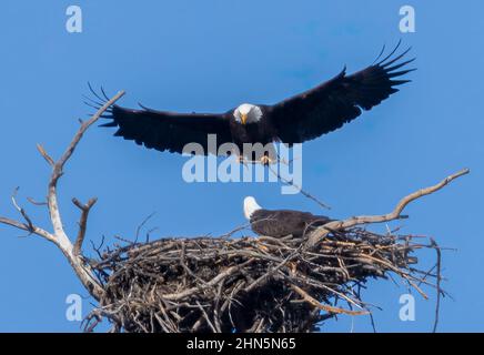 Weißkopfseeadler im Eleven Mile Canyon auf der Suche nach Fischen im South Platte River und Vorbereitung ihres Nestes für die Brutsaison Stockfoto