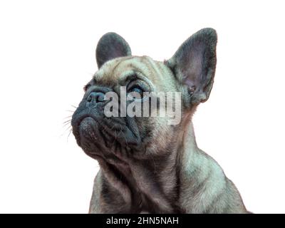 Lustige kleine französisch Bulldogge Welpen Porträt isoliert auf dem weißen Hintergrund Stockfoto