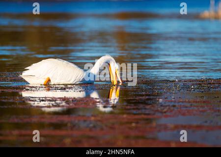 Amerikanischer Weißpelikan (Pelecanus erythrorhynchos), der sich in den Untiefen mit offenem Mund im Wasser ernährt. Fotografiert in Baum Lake - Shasta Stockfoto