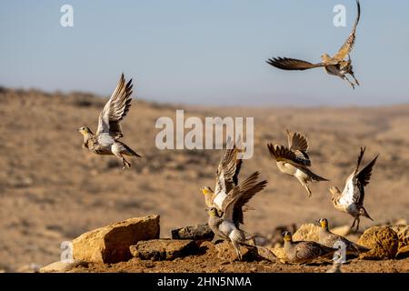 Gekrönter Sandhuhn (Pterocles coronatus) in der Nähe eines Wasserpools, fotografiert im November in der Negev-Wüste in israel Stockfoto