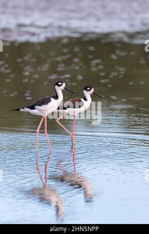 Der Schwarzhalsstelz (Himantopus mexicanus) ist ein vor Ort reichlich vorkommender Küstenvögel amerikanischer Feuchtgebiete und Küsten. Fluss Tarcoles, Wildtiere und Birdwa Stockfoto