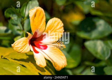 Nahaufnahme einer schönen großen gelben Hibiskusblüte mit einem roten Zentrum und grünen Blättern. Costa Rica Natur Stockfoto