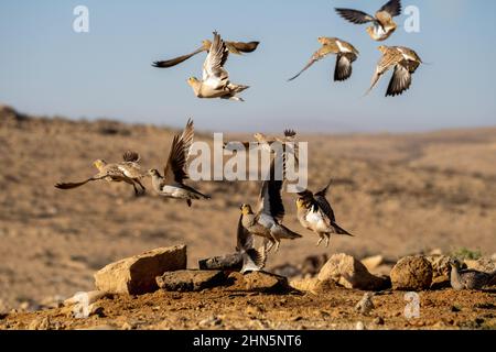 Gekrönter Sandhuhn (Pterocles coronatus) in der Nähe eines Wasserpools, fotografiert im November in der Negev-Wüste in israel Stockfoto