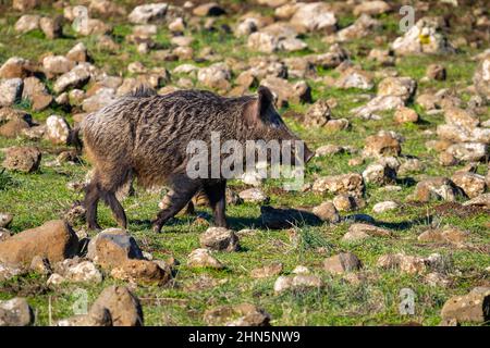 Das Wildschwein (Sus scrofa), auch bekannt als Wildschwein, gewöhnliches Wildschwein, eurasisches Wildschwein oder einfach nur Wildschwein, ist ein in vielen Teilen Eurasiens heimischer Wildschwein Stockfoto