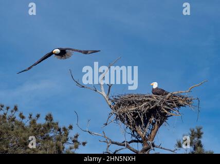 Weißkopfseeadler im Eleven Mile Canyon auf der Suche nach Fischen im South Platte River und Vorbereitung ihres Nestes für die Brutsaison Stockfoto
