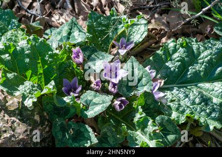 Alraune (Mandragora officinarum). Die Wurzel dieser Pflanze enthält zwei steroid alkaloid Verbindungen, Scopolamin und Hyoscyamin, die ihn mir geben Stockfoto