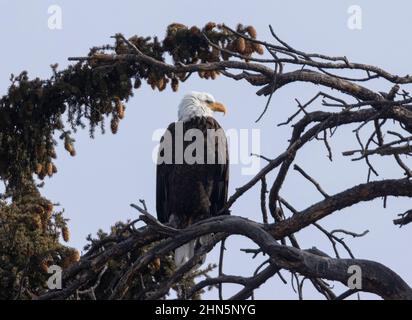 Weißkopfseeadler im Eleven Mile Canyon auf der Suche nach Fischen im South Platte River und Vorbereitung ihres Nestes für die Brutsaison Stockfoto