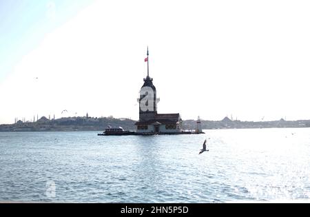 Möwe und Jungfernturm in Istanbul Stockfoto