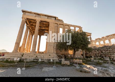 Athen, Griechenland. Der heilige Moria-Baum vor dem antiken Tempel von Erechtheion auf der Akropolis, der erste Olivenbaum, der Athen von der griechischen Göttin Athene geschenkt wurde Stockfoto