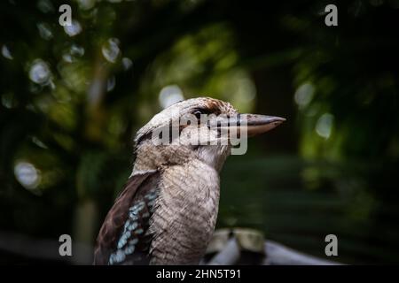 Ein australischer Vogel kookaburra steht und überprüft die Umgebung und preys möglicherweise für seine Jungtiere zu Hause Stockfoto