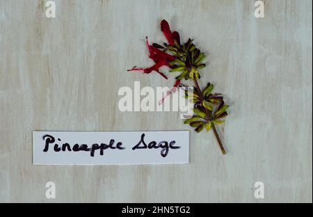 Gepresste getrocknete Blüten und Blätter von Ananassalbei (Salvia elegans) Stockfoto