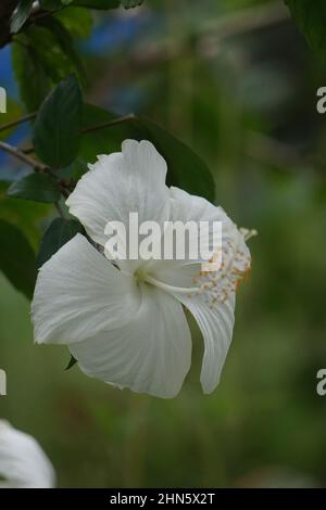 Schuh schwarze Pflanze mit einem natürlichen Hintergrund. Auch Hibiscus rosa Sinensis, chinesischer Hibiskus, Chinarose, Hawaiianischer Hibiskus, Rosenmalbe und Schoeb genannt Stockfoto