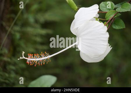 Schuh schwarze Pflanze mit einem natürlichen Hintergrund. Auch Hibiscus rosa Sinensis, chinesischer Hibiskus, Chinarose, Hawaiianischer Hibiskus, Rosenmalbe und Schoeb genannt Stockfoto