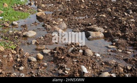 Ein Weg in den Schlamm und Pfützen auf der schmutzigen Straße. Schlammpfützen nach Regen, schmutziger Boden. Stockfoto