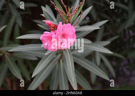 Ein schönes Rosa, Oleander, Nerium Oleander, aus der Familie der Apocynaceae, aus der Dicotyledon-Klasse in der Gentianales-Ordnung auf Teneriffa Stockfoto