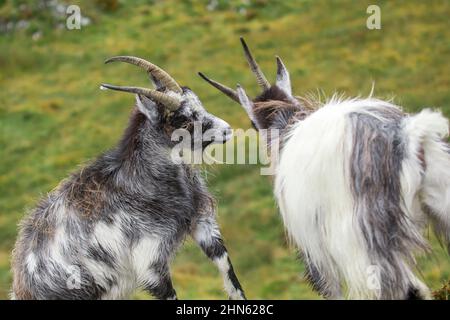 Die wilden, walisischen bergziegen, die sich in der Brunftzeit aneinander messen Stockfoto