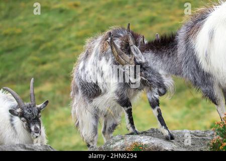 Die wilden, walisischen bergziegen, die sich in der Brunftzeit aneinander messen Stockfoto