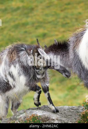 Die wilden, walisischen bergziegen, die sich in der Brunftzeit aneinander messen Stockfoto