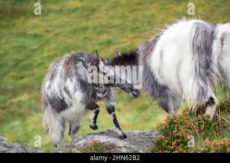 Die wilden, walisischen bergziegen, die sich in der Brunftzeit aneinander messen Stockfoto