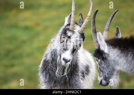 Die wilden, walisischen bergziegen, die sich in der Brunftzeit aneinander messen Stockfoto