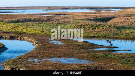 Ein Blick auf die Salzwiese im Naturschutzgebiet Rye Harbour mit einigen Enten Stockfoto